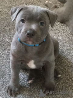 Photo №1. american staffordshire terrier - for sale in the city of Alekseevka | negotiated | Announcement № 168643