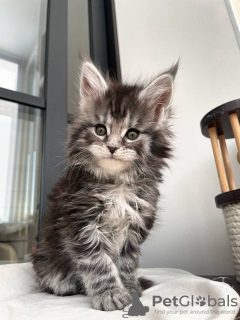 Photo №4. I will sell maine coon in the city of Flachau. private announcement - price - 423$