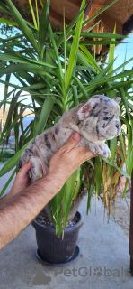 Additional photos: French Bulldog Merle Puppies