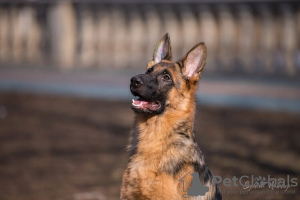 Photo №2 to announcement № 10448 for the sale of german shepherd - buy in Russian Federation breeder
