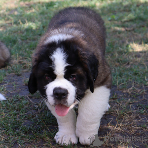 Additional photos: St. Bernard show class puppies