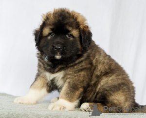 Photo №1. caucasian shepherd dog - for sale in the city of Vienna | Is free | Announcement № 75413