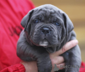 Additional photos: CANE CORSO puppies