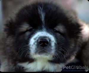 Additional photos: Caucasian Shepherd puppies