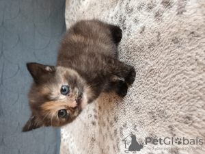 Photo №2 to announcement № 105744 for the sale of british shorthair - buy in Germany 