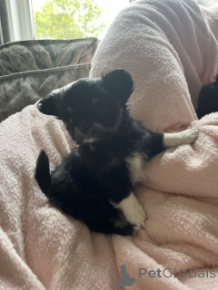 Photo №3. Longhair chihuahua puppies for sale. United States