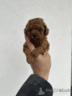 Photo №3. Toy Red Poodles!. Serbia