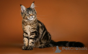 Photo №1. maine coon - for sale in the city of Aalen | negotiated | Announcement № 161297
