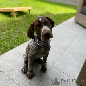 Photo №3. Germany shorthaired pointer puppies. Germany