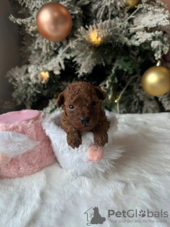 Photo №2 to announcement № 86366 for the sale of poodle (toy) - buy in Serbia 