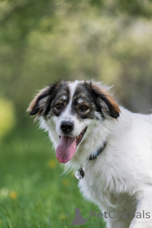 Photo №2 to announcement № 141361 for the sale of non-pedigree dogs - buy in Russian Federation 