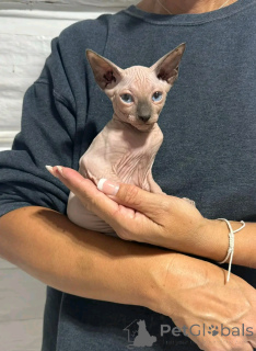 Photo №2 to announcement № 137097 for the sale of sphynx cat - buy in Germany breeder