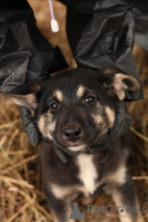 Additional photos: The kindest Kuzya was left an orphan after the death of his owner! Looking for a