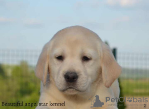 Photo №2 to announcement № 99379 for the sale of labrador retriever - buy in Serbia breeder