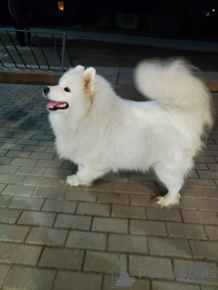 Photo №4. I will sell samoyed dog in the city of Minsk. private announcement - price - 740$