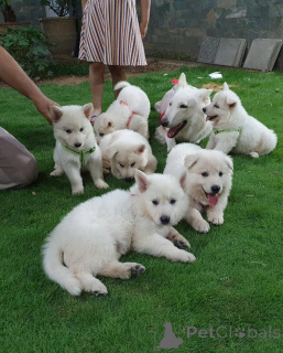 Photo №1.  - for sale in the city of Munich-Flughafen | negotiated | Announcement № 158041