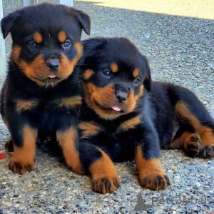 Photo №1. rottweiler - for sale in the city of Antwerp | Is free | Announcement № 154066