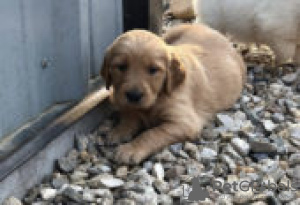 Photo №1. golden retriever - for sale in the city of Berlin | Is free | Announcement № 126939