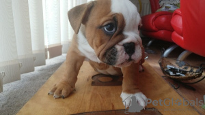 Photo №4. I will sell english bulldog in the city of Berlin.  - price - 423$