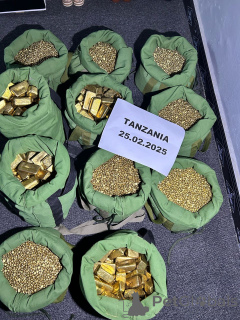 Photo №1. non-pedigree dogs - for sale in the city of Zürich | negotiated | Announcement № 143556