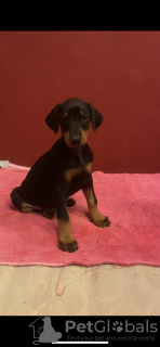 Additional photos: Purebred Doberman puppies for sale 1.5 months.