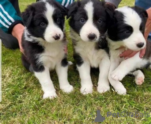 Photo №1. border collie - for sale in the city of Riga | 264$ | Announcement № 98666