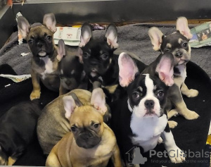 Photo №2 to announcement № 130144 for the sale of french bulldog - buy in Germany private announcement