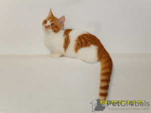 Photo №3. Minuet. Russian Federation