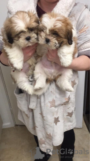 Photo №1. shih tzu - for sale in the city of Woltersdorf | Is free | Announcement № 30195