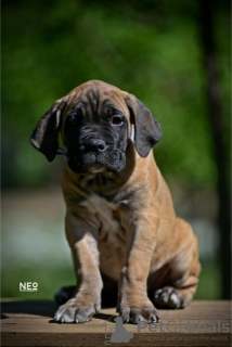 Photo №1. cane corso - for sale in the city of Belgrade | negotiated | Announcement № 102913