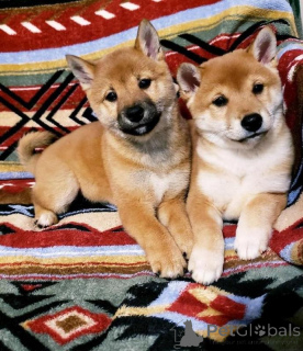 Photo №1. shiba inu - for sale in the city of Espartinas | negotiated | Announcement № 169901