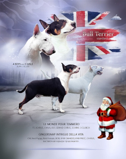 Photo №1. bull terrier - for sale in the city of Voronezh | negotiated | Announcement № 6344