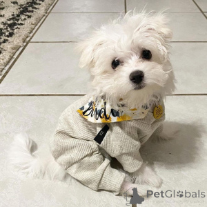 Photo №3. Adorable Maltese puppies for sale. Business WhatsApp 4915781334108. Lithuania