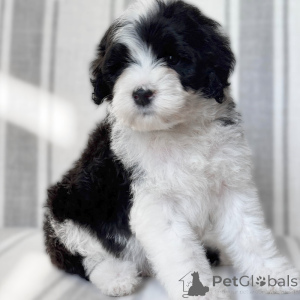 Photo №1. portuguese water dog - for sale in the city of Prague | negotiated | Announcement № 170673