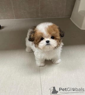 Photo №2 to announcement № 44000 for the sale of poodle (toy) - buy in Germany breeder