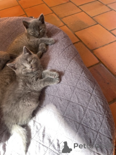 Photo №2 to announcement № 165900 for the sale of chartreux - buy in Belgium 