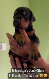 Photo №3. Doberman puppies for sale. Serbia