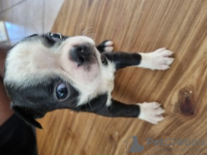 Photo №1. boston terrier - for sale in the city of London | 0$ | Announcement № 123504