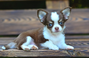 Photo №2 to announcement № 7123 for the sale of chihuahua - buy in Russian Federation from nursery, breeder