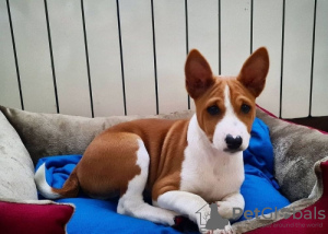 Photo №1. basenji - for sale in the city of Berlin | negotiated | Announcement № 109157