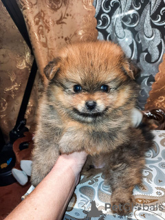 Photo №2 to announcement № 8702 for the sale of german spitz - buy in Russian Federation breeder