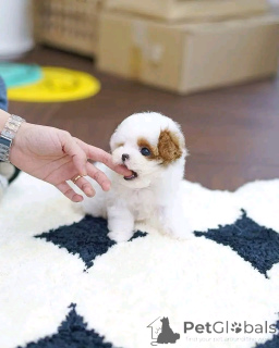 Photo №2 to announcement № 139164 for the sale of shih tzu - buy in United States breeder