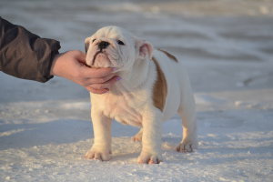 Photo №2 to announcement № 3845 for the sale of english bulldog - buy in Russian Federation breeder