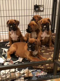 Photo №3. Stunning litter of 5 boxer puppies. Germany