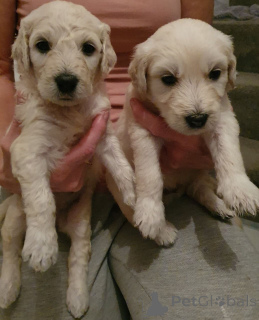 Photo №2 to announcement № 176151 for the sale of алан - buy in Belgium private announcement