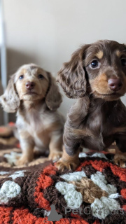 Photo №3. Dackelwelpen zum Verkauf.. Germany