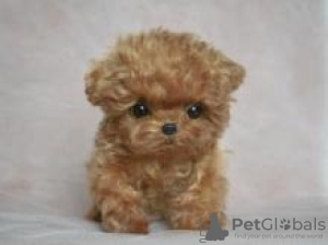 Photo №1. poodle (toy) - for sale in the city of Vienna | negotiated | Announcement № 77603