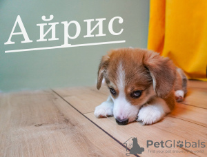 Photo №2 to announcement № 47151 for the sale of welsh corgi - buy in Russian Federation breeder