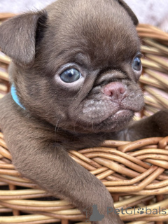 Photo №1. otterhound - for sale in the city of Sivats | negotiated | Announcement № 167436