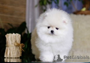 Photo №4. I will sell pomeranian in the city of Гамбург. private announcement - price - 280$